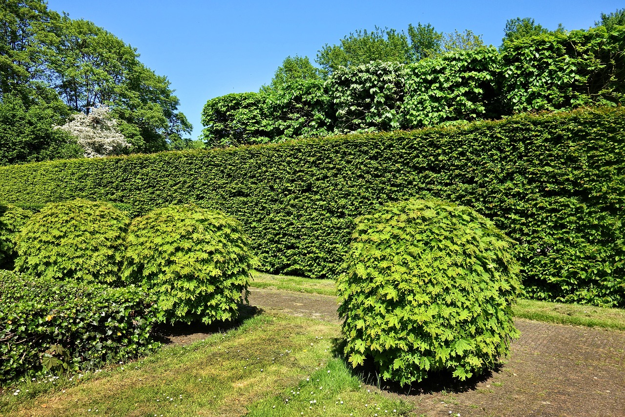 shorn hedge, shorn bush, hedge