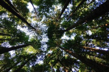 low-angle photography of tall tress during daytime